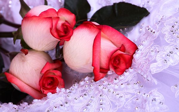 Free Scenery Wallpaper - Includes Pink Roses, What a Beautiful Decoration on Your Device!,click to download