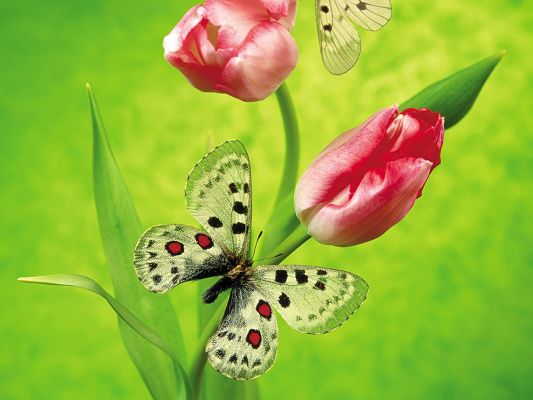 Free Scenery Wallpaper - Includes Tulips and Butterflies, Looks Amazing on Your Digital Device!,click to download