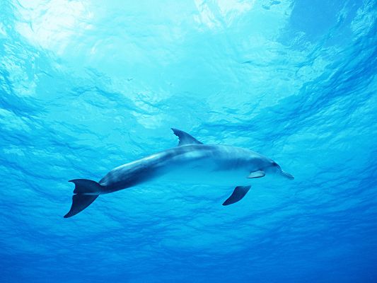Free Scenery Wallpaper - Includes a Dolphin in the Deep Blue Sea, Fit for All Users!,click to download