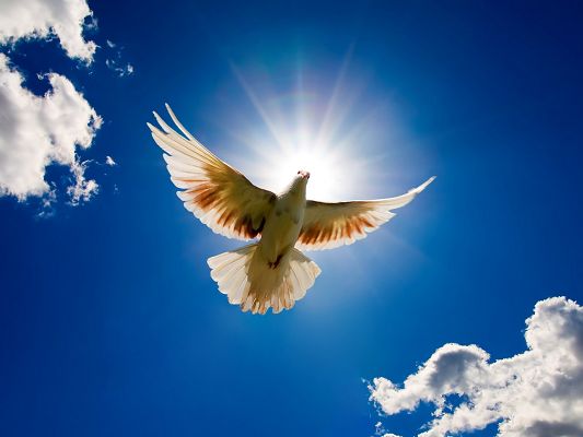 Free Scenery Wallpaper - Includes a Dove Bird from the Sky, Makes One Feel Power and Determination!,click to download
