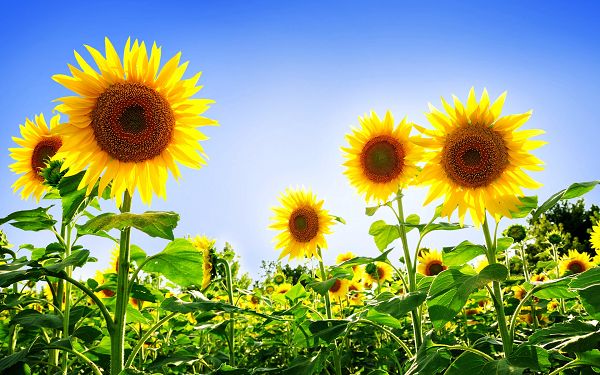 Free Scenery Wallpaper - Includes a Field of Sunflowers, Looking Good on Any Digital Device!,click to download
