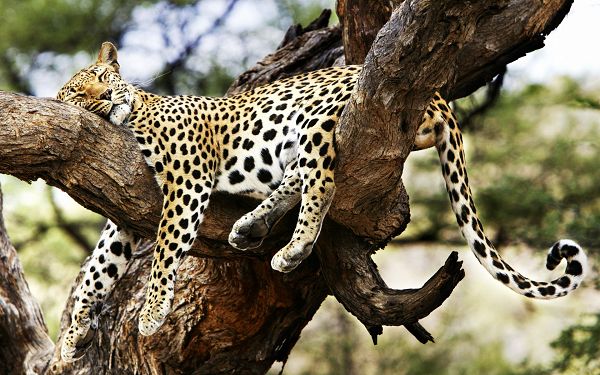 Free Scenery Wallpaper - Includes a Sleeping Cheetah, Making One Feel Peaceful and at Ease!,click to download