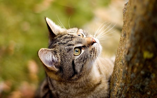 Free Scenery Wallpaper - What a Curious Yet Attentive Cat!,click to download