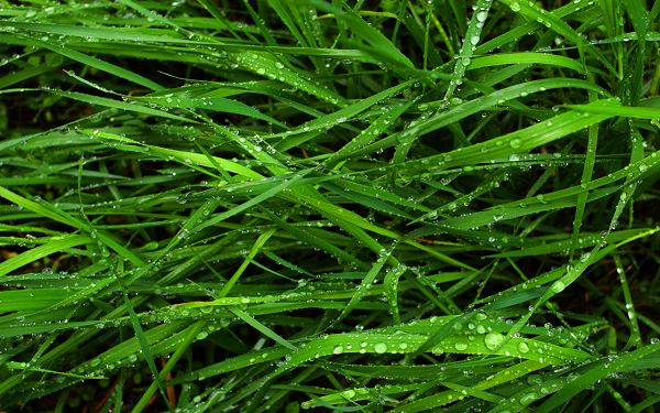 Free Wallpaper - Includes Green and Fresh Grass, Does Good to Protect the Eyes!,click to download
