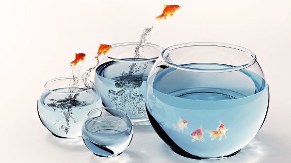 Free Wallpaper - Includes Six Fishes, Clear and Fresh Enough to Strike an Impression!