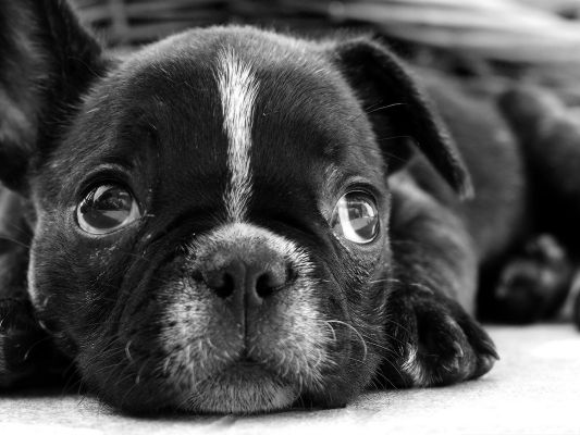 click to free download the wallpaper--French Bulldog Image, Black Puppy Lying Flat, Shinning Eyes