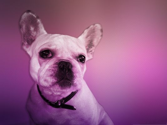 click to free download the wallpaper--French Bulldog Image, Watering Eyes, Sweetie, Are You Going to Cry?