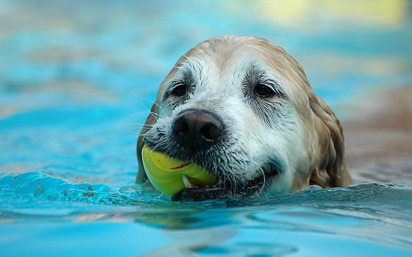 click to free download the wallpaper--French Bulldog Pic, Puppy in Swimming Pool, Green Ball in the Mouth