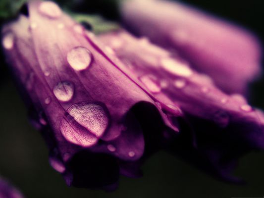 click to free download the wallpaper--Fresh Flower Scene, Rain Drop on Purple Flower, Black Background
