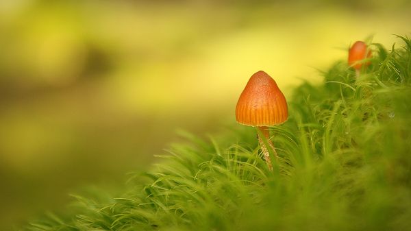 click to free download the wallpaper---Fresh Mushroom on Green Grass, Water Drops All Around the Body, Linking One to New Life - Natural Plant Wallpaper