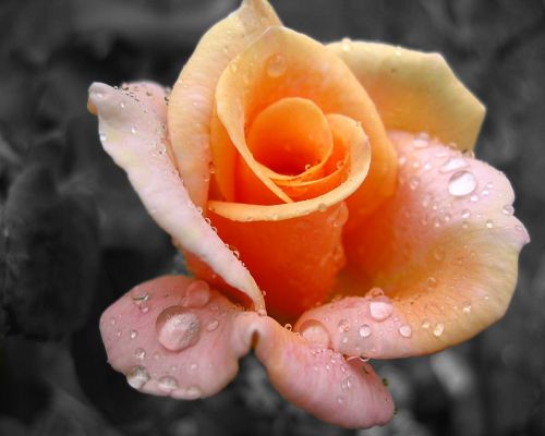 click to free download the wallpaper--Fresh Yellow Rose Post in Pixel of 1280x1024, Fresh Waterdrops All Over the Petal, They Are Crystal Clear, Must be Early Morning - HD Natural Scenery Wallpaper