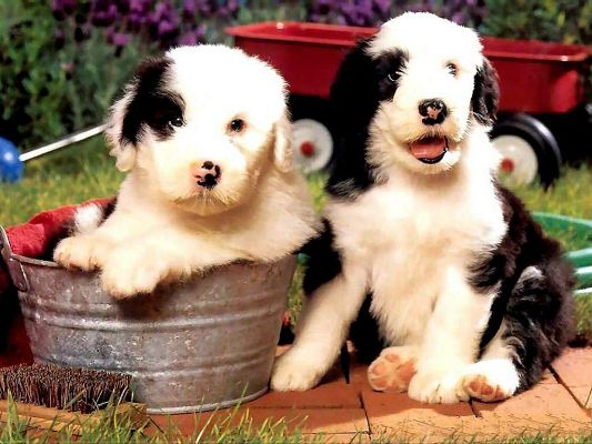 click to free download the wallpaper--Friendly Puppies Pic, I Will Stay Wherever You Are 