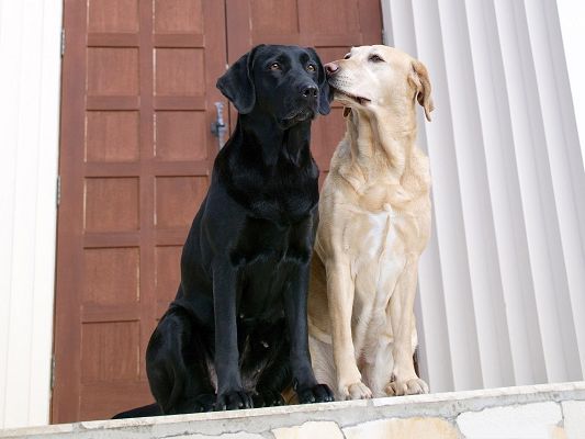 click to free download the wallpaper--Friendship Between Puppies, Two Dogs Stay Close, Guarding Dogs by the Front Door