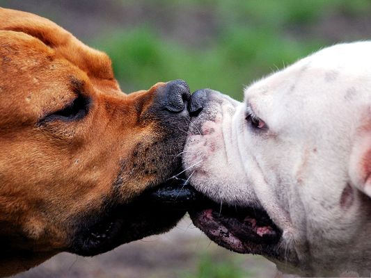 click to free download the wallpaper--Friendship Between Puppies, Two Puppies Kissing Each Other, Harmonious Relationship