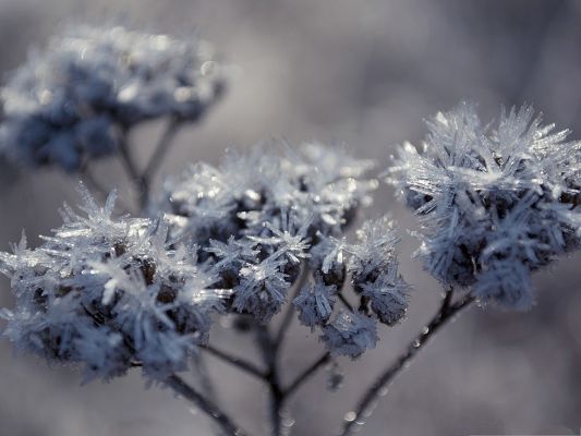 click to free download the wallpaper--Frozen Flowers Picture, Ice-Covered Flowers, Black Background
