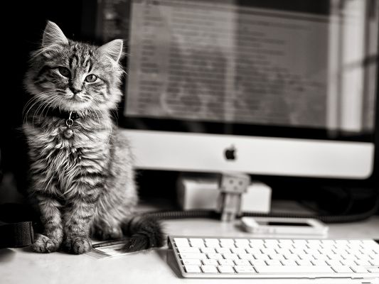 click to free download the wallpaper--Funny Cat Photo, Computer Cat, a Great Player and Scholar