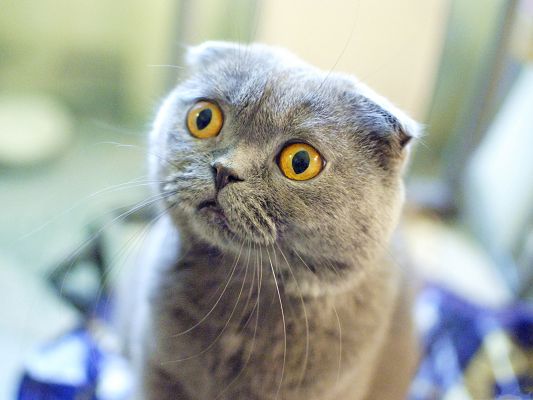 click to free download the wallpaper--Funny Cat Pics, Scottish Fold Cat in Surprised Facial Expression