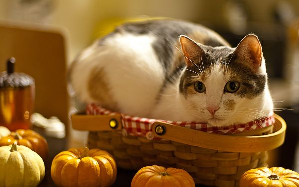 click to free download the wallpaper--Funny Cat Picture, Don't Expect to Get Me Out of the Little Basket!