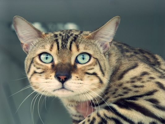 click to free download the wallpaper--Funny Cat Picture, Kitten Looking Back, Are You Astonished?