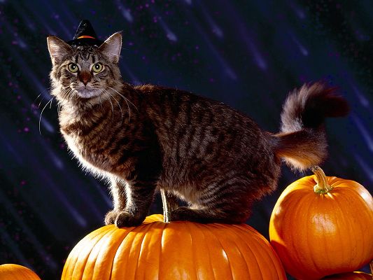 click to free download the wallpaper--Funny Cat Picture, Kitten in Holiday, Pumpkins and Black Hat