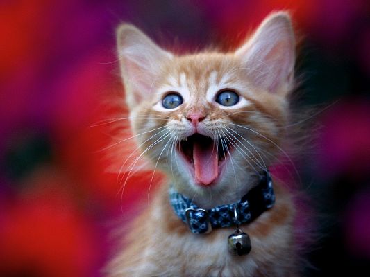 click to free download the wallpaper--Funny Cat Picture, Screaming Kitten, Is Your Mom Leaving Home?
