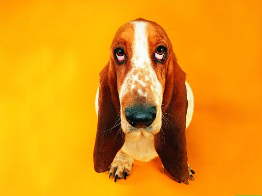 click to free download the wallpaper--Funny Dog Image, Long Ears Down, Glassy Eyes, Who Made You Into This?
