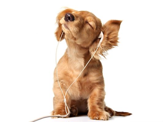 click to free download the wallpaper--Funny Puppy Image, Dog in Earphone, Going to Shake Your Body?
