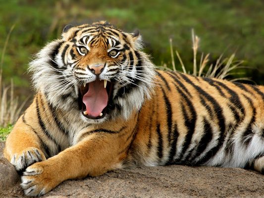 click to free download the wallpaper--Furious Tiger Image, Getting Crazy, Scary Look, Will Pay High Price
