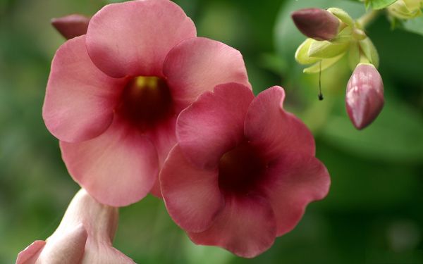click to free download the wallpaper--Garden Flower Photo, Red Flower Under Digital Camera