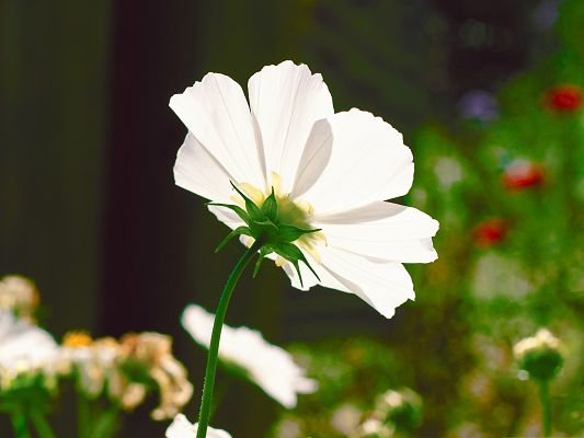 click to free download the wallpaper--Garden Flower Pictures, White and Pure Flower Put Against Green Background