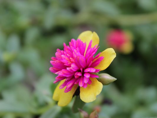 click to free download the wallpaper--Garden Flowers Image, Small Flower in Bloom, Pink and Nice-Looking