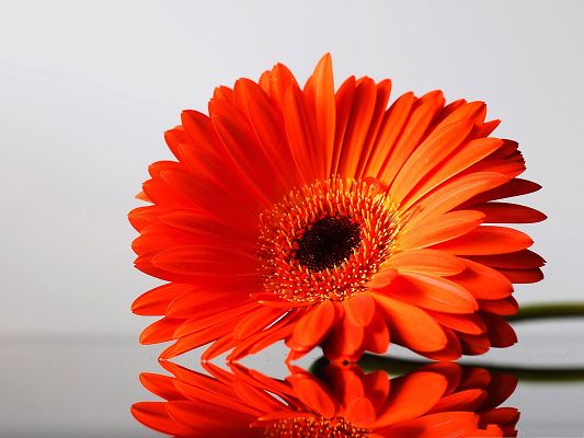 click to free download the wallpaper--Gerbera Daisies Flower, Orange Flower on Gray Background, Impressive Scene