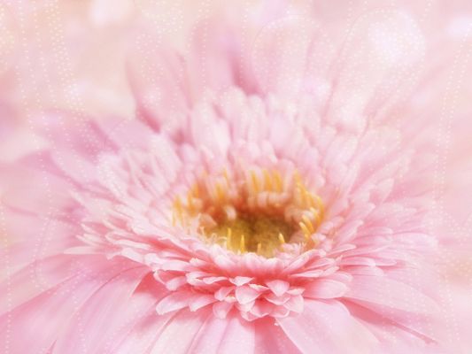 click to free download the wallpaper--Gerbera Daisies Flower, Pink Flower with Long Stretched Petals, Great Look
