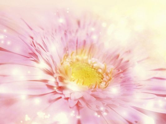 click to free download the wallpaper--Gerbera Daisies Flowers, Pink Flowers in Bloom, Incredible Scene