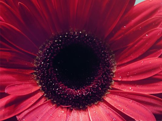 click to free download the wallpaper--Gerbera Flowers Picture, Red Flowers in Bloom, Water Drops on Petals
