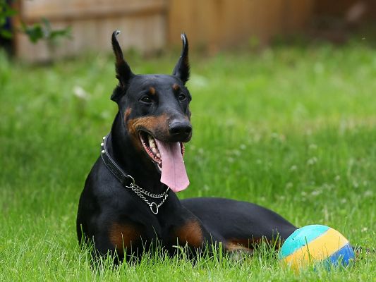 click to free download the wallpaper--German Pinscher Taking a Rest-1