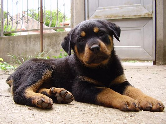 click to free download the wallpaper--German Rottweiler Puppy