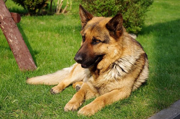 German Shepherd Dog, the Smartest Puppy, Easily Understand the Master’s Meaning