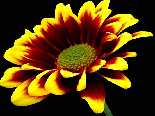click to free download the wallpaper--Golden Flower Picture, Blooming Flower on Black Background, Impressive Scene