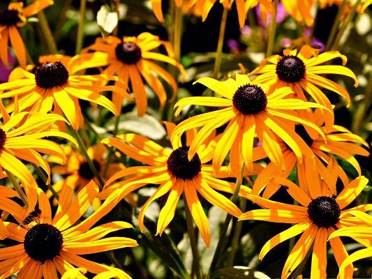 click to free download the wallpaper--Golden Flowers Picture, Beautiful Flower in Bloom, Black-Eyed Flowers
