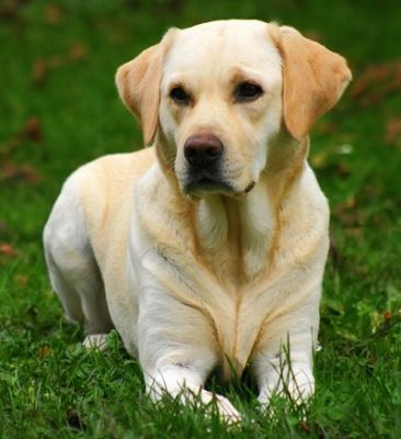 click to free download the wallpaper--Golden Labrador Retriever Dog