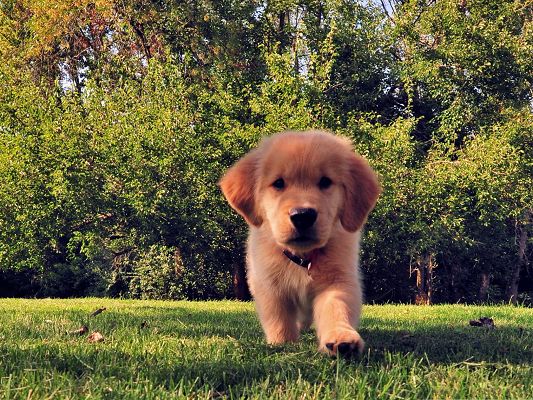 click to free download the wallpaper--Golden Retriever Picture, Little Puppy Walking in Green