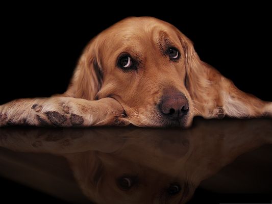 click to free download the wallpaper--Golden Retriever Picture, Sad Dog, Too Gloomy to Listen to Anyone