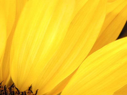 click to free download the wallpaper--Golden Sunflower Images, Beautiful Flower Under Macro Focus, Amazing Look