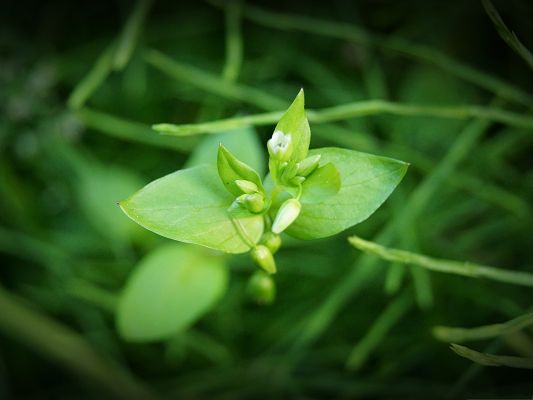 click to free download the wallpaper--Grass Flower Pictures, White Tiny Flowers on Green Grass, Impressive Scenery