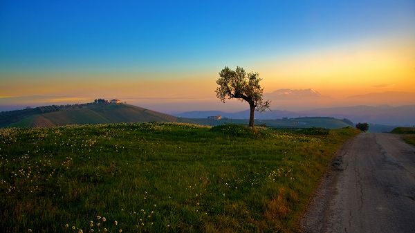 click to free download the wallpaper--Great Scenes of Nature - The Setting Sun, Plants and Flowers Are Falling Asleep, Earthy Road, Country Scene
