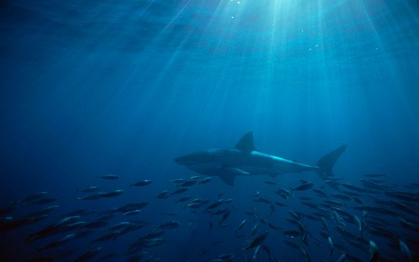 click to free download the wallpaper--Great White Shark Australia in Pixel of 1920x1200, Small Fishes by the Shark's Side, Seeking for Protection - HD Post TV & Movies Post