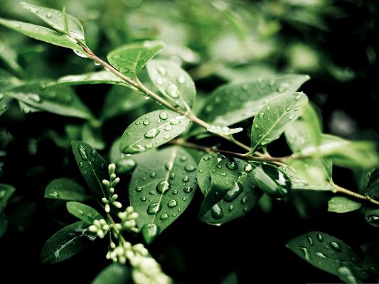click to free download the wallpaper--Green Plant Images, Rain Drops on Green Leaves, Fresh Morning Scene