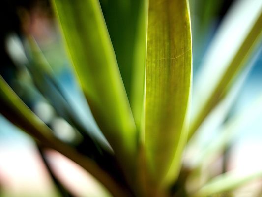 click to free download the wallpaper--Green Plant Photography, Green Leaves Under Micro Focus, Amazing Scenery