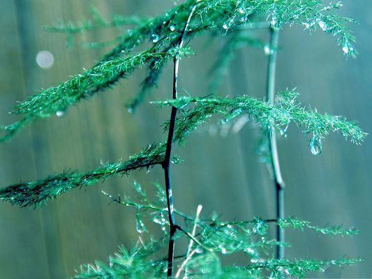 click to free download the wallpaper--Green Plant Photography, Rain Drops on Thin Branch, Fresh and New Scene
